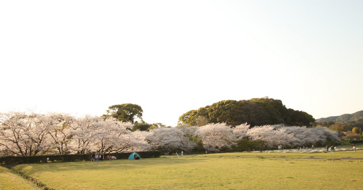 お知らせ この春は ゆったりお花見 桜旅 いよいよスタート 公式 ホテル カルティア 太宰府 太宰府 天満宮そばの門前町で 古都の歴史と文化を辿る旅